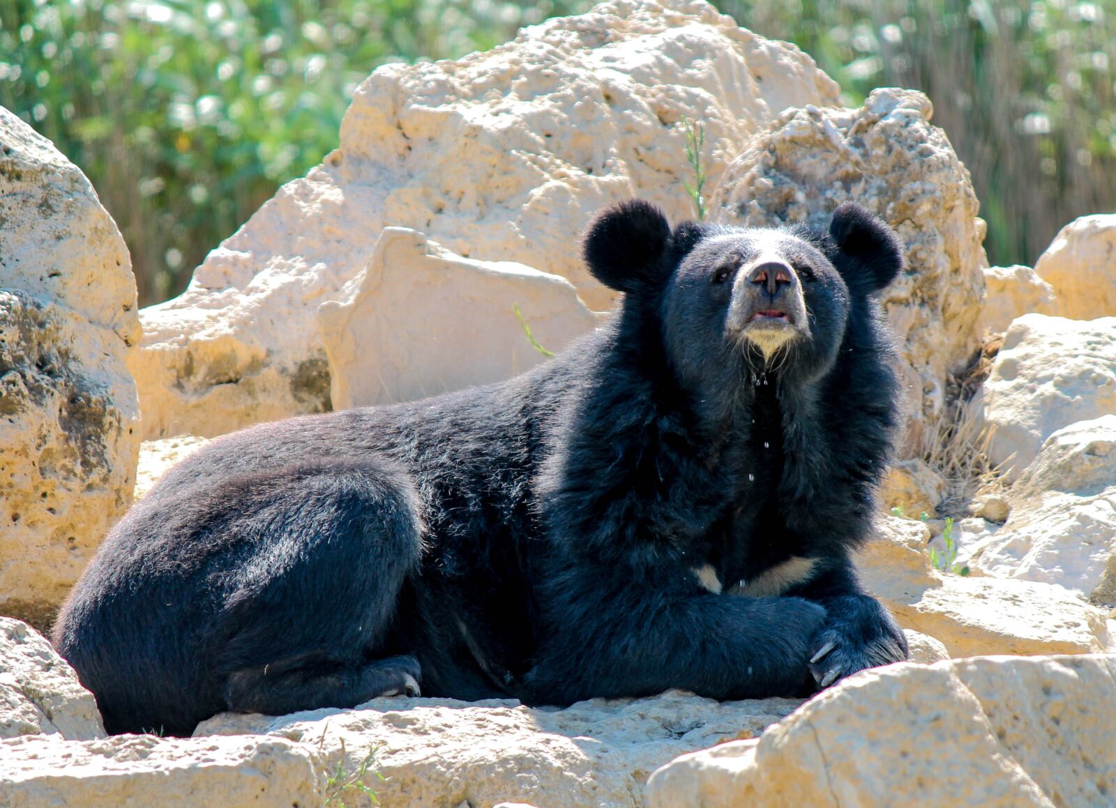 Canon EOS 1100D (EOS Rebel T3 / EOS Kiss X50) sample photo. Bear, mammal, cry photography