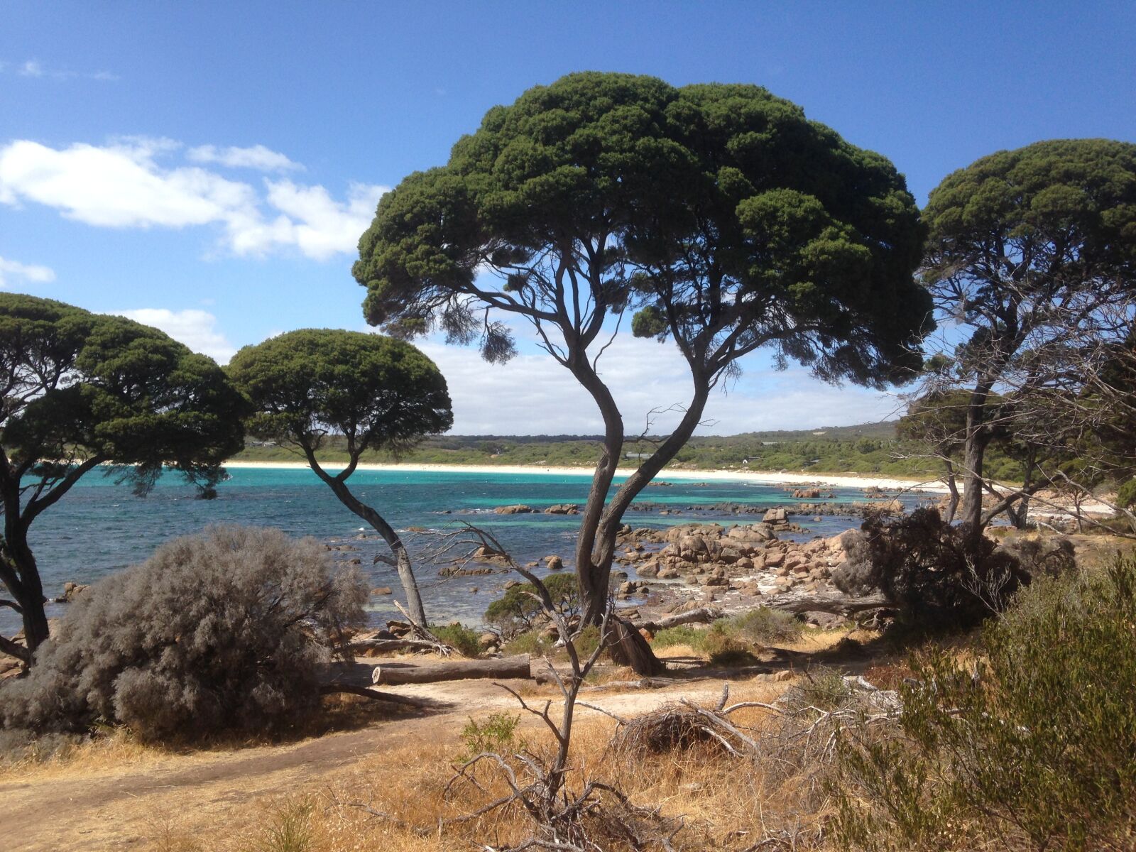 iPhone 5 back camera 4.12mm f/2.4 sample photo. Australia, nature, tree photography