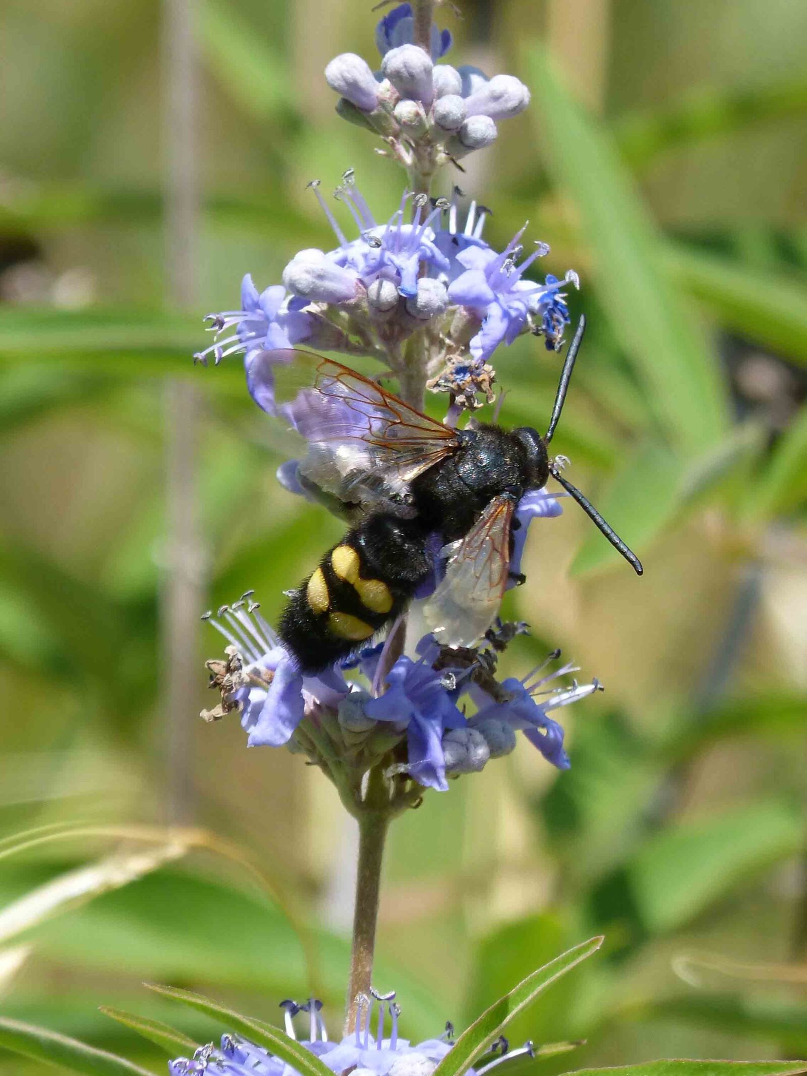 Panasonic DMC-FZ62 sample photo. Hornet, megascolia maculata, wild photography