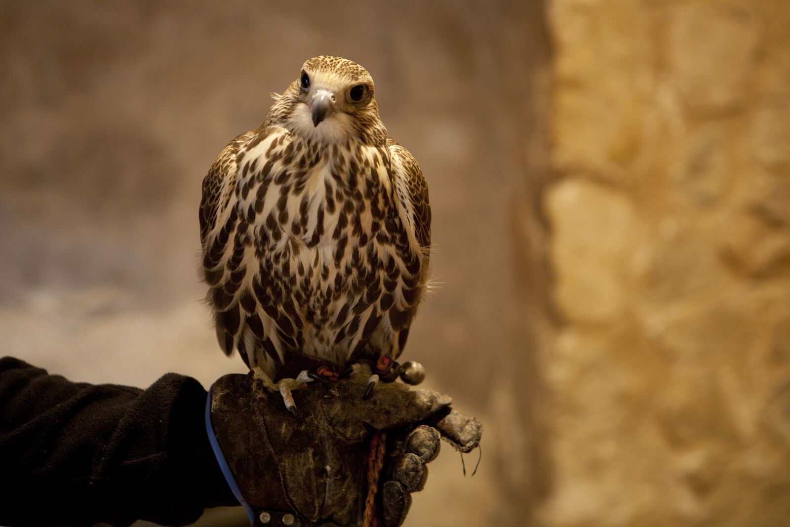 Canon EOS 5D Mark II sample photo. Aguila, consuegra, castle of photography