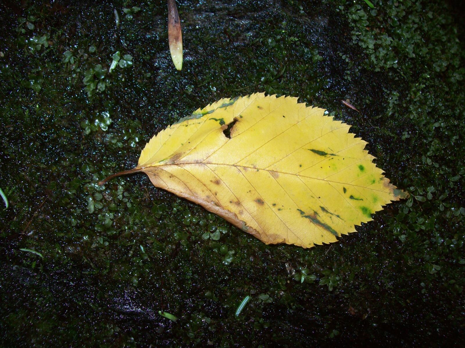Kodak EASYSHARE C713 ZOOM DIGITAL CAMERA sample photo. Nature, leave, outdoor photography