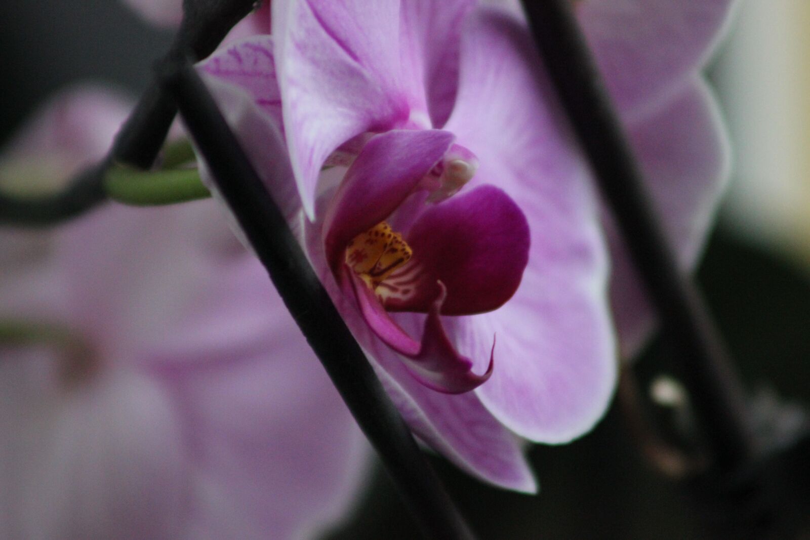 Canon EF 75-300mm f/4-5.6 USM sample photo. Flower, orchid, plant photography