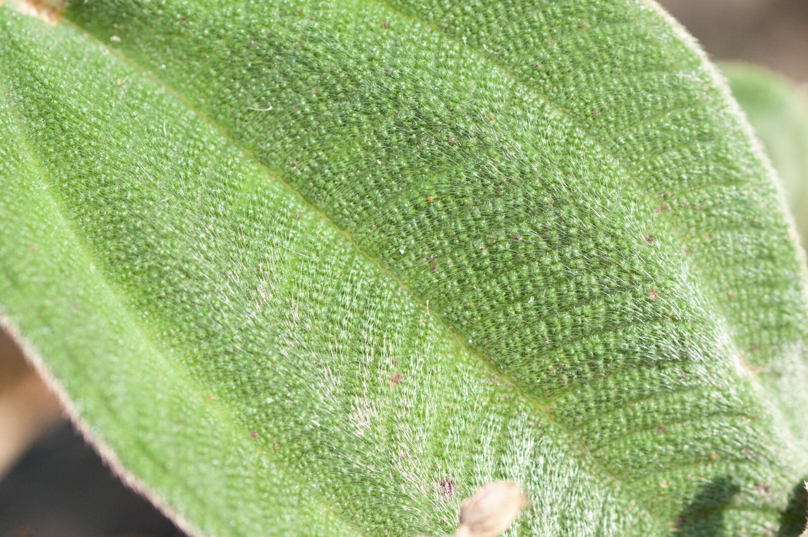 Nikon D40 sample photo. Leaf, green, leaves photography