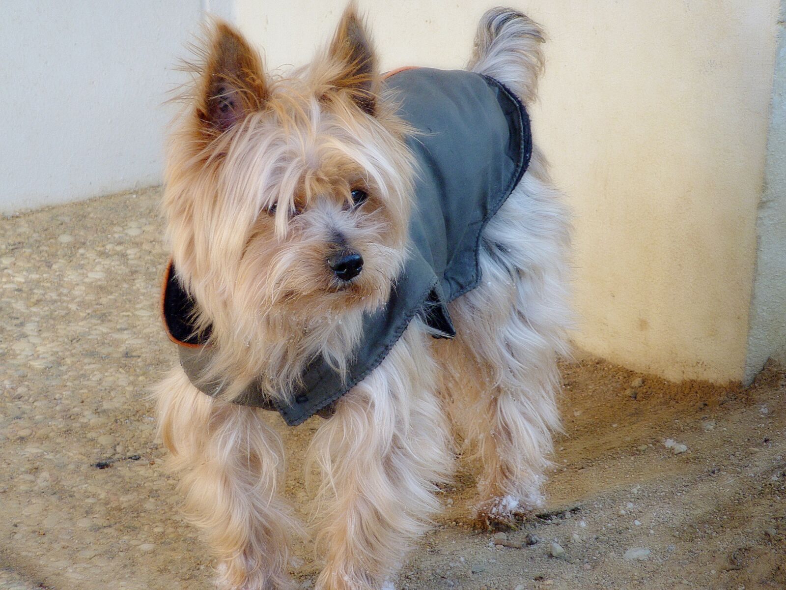 Panasonic DMC-TZ7 sample photo. Dog, petit, domestic animal photography