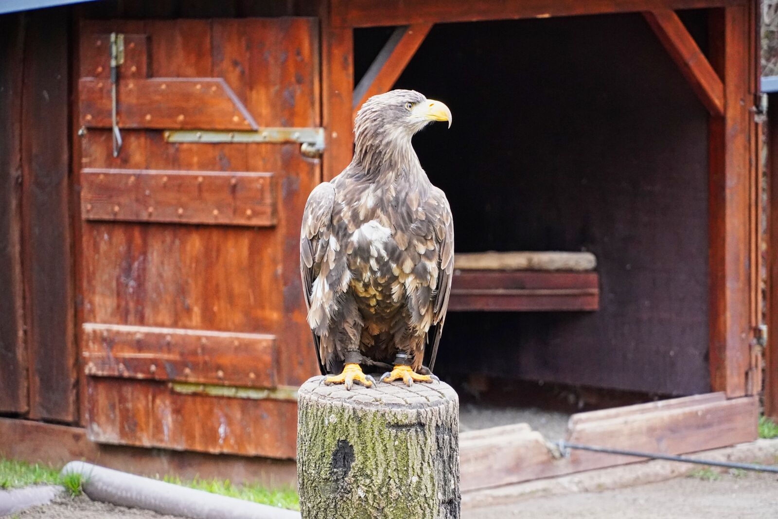 Sony E 18-135mm F3.5-5.6 OSS sample photo. Falconry, bird park, wildlife photography