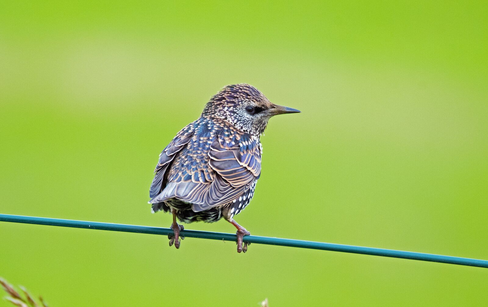 Nikon D500 sample photo. Star, bird, animal photography