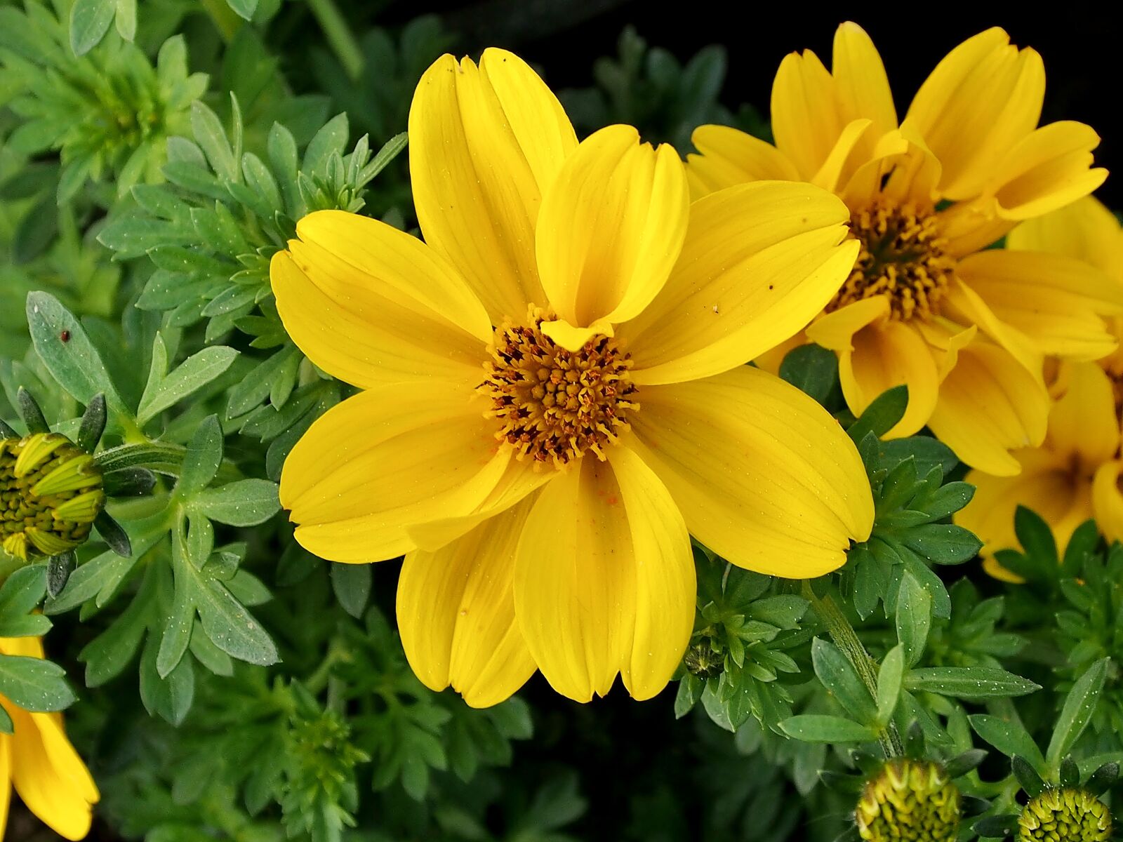 Olympus OM-D E-M5 sample photo. Yellow flower, flower, spring photography