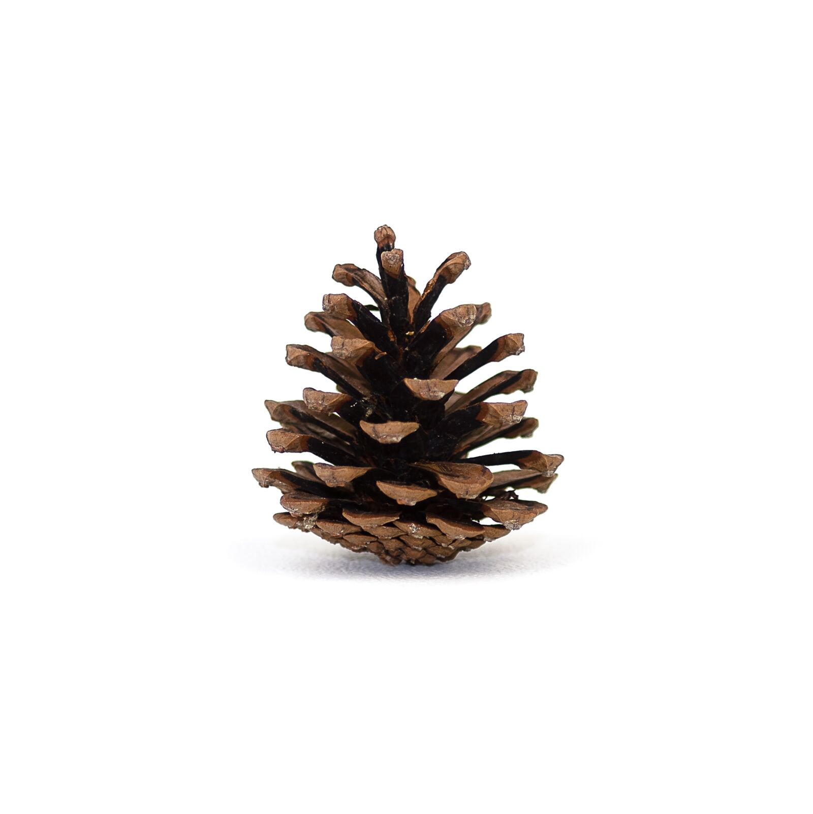 Sony a7 sample photo. Pinecone, background, pinecones photography
