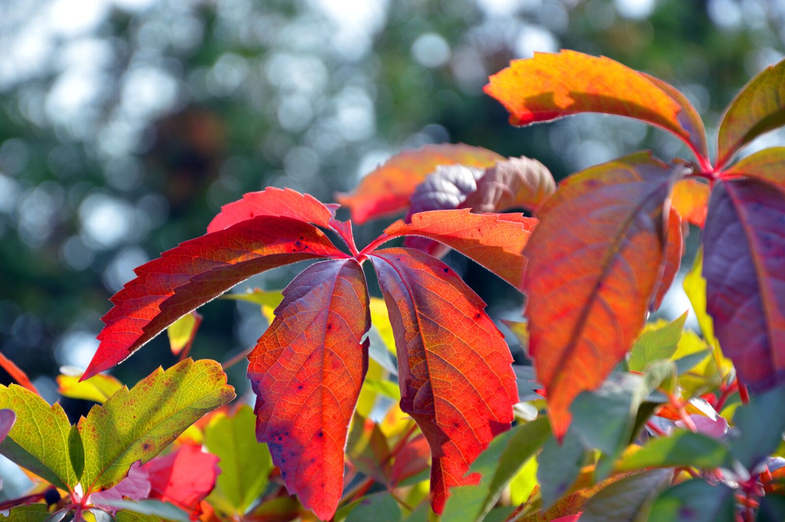 Nikon D3200 sample photo. Leaves, fall color, wine photography