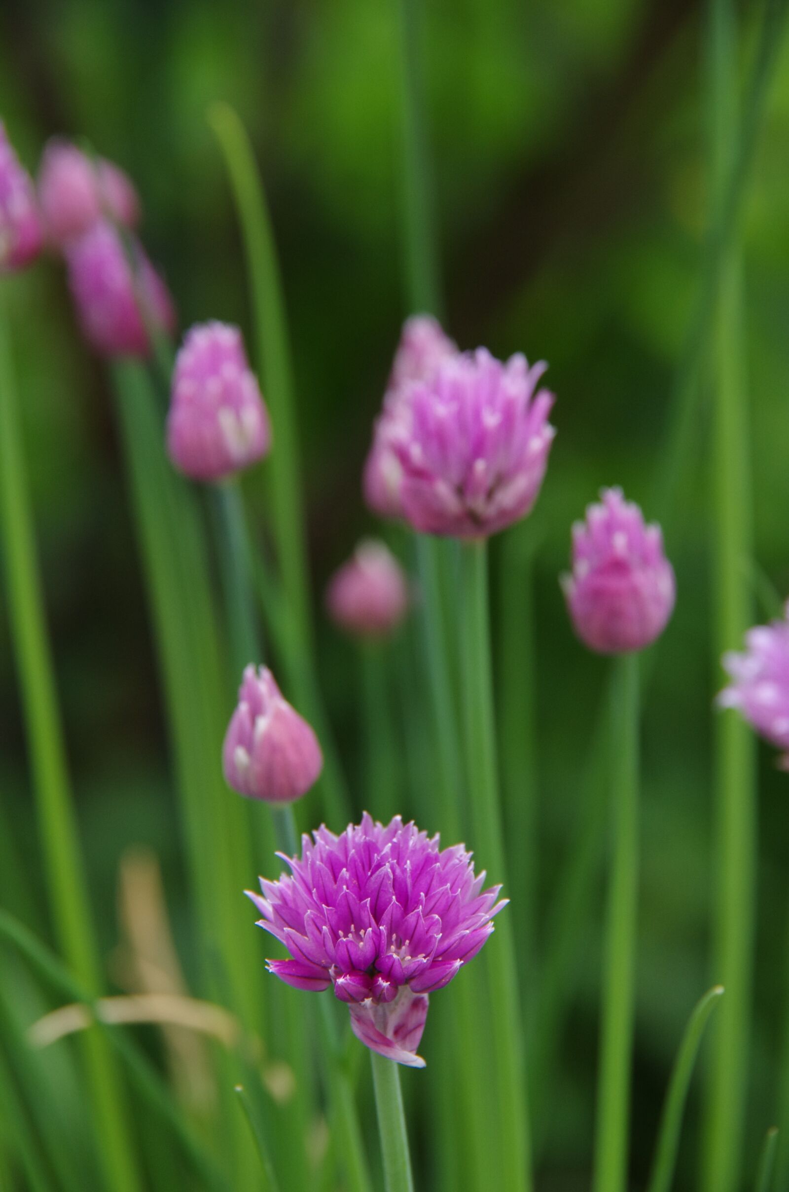 Pentax K-5 II sample photo. Purple flowers, wild flowers photography