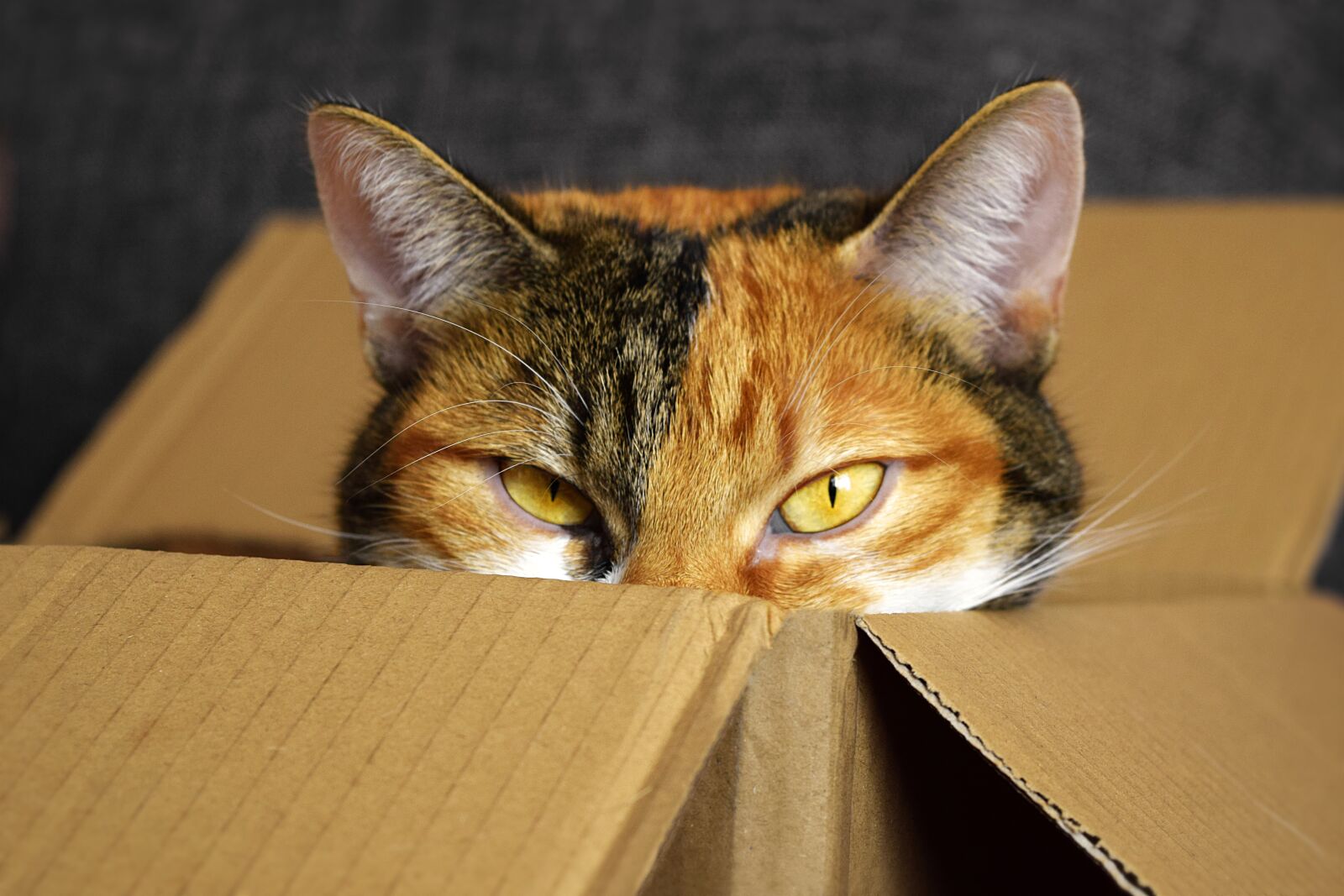 Nikon D3300 sample photo. Lucky cat, cardboard, cat photography