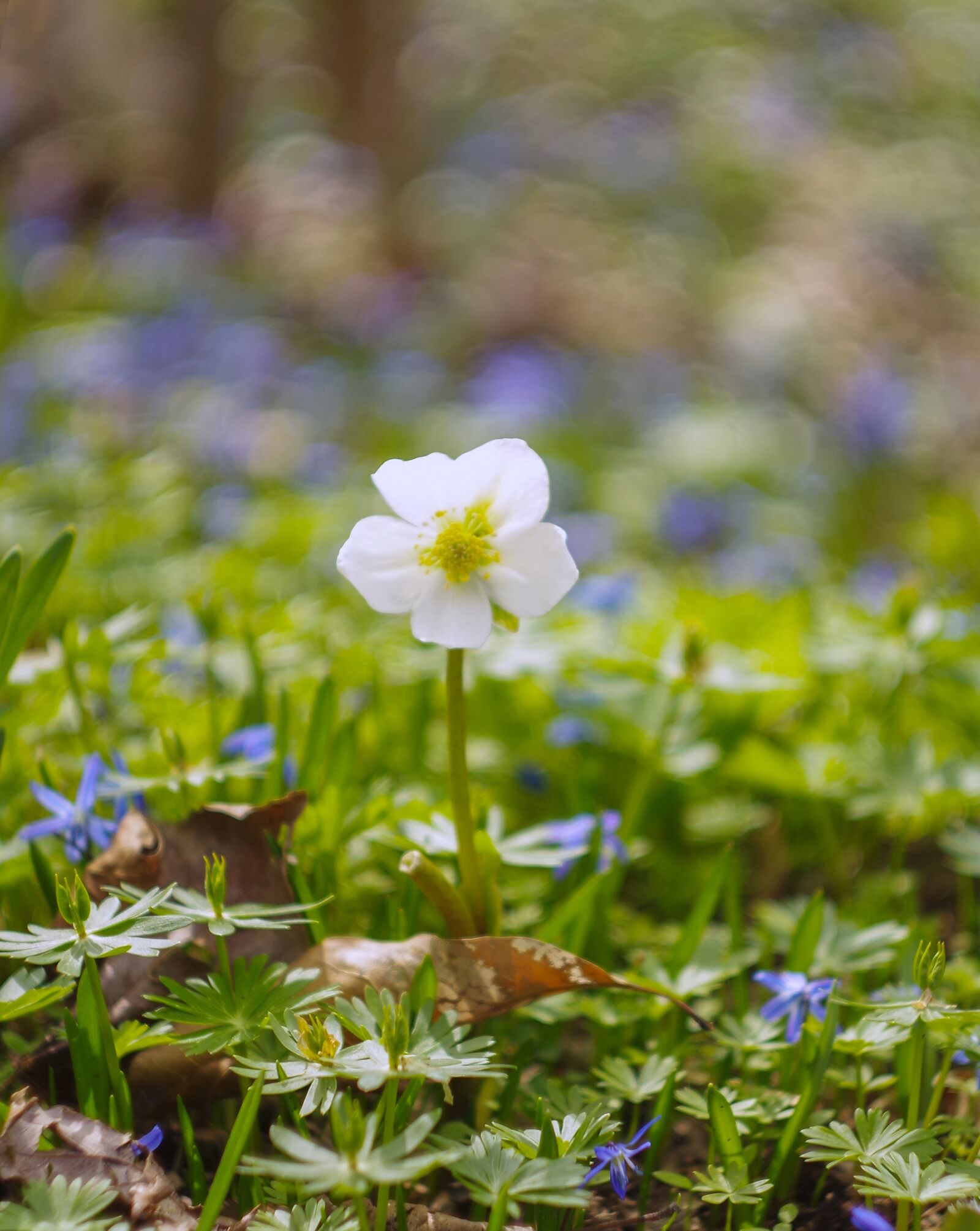 Pentax K-S2 sample photo. Flower, blossom, white photography
