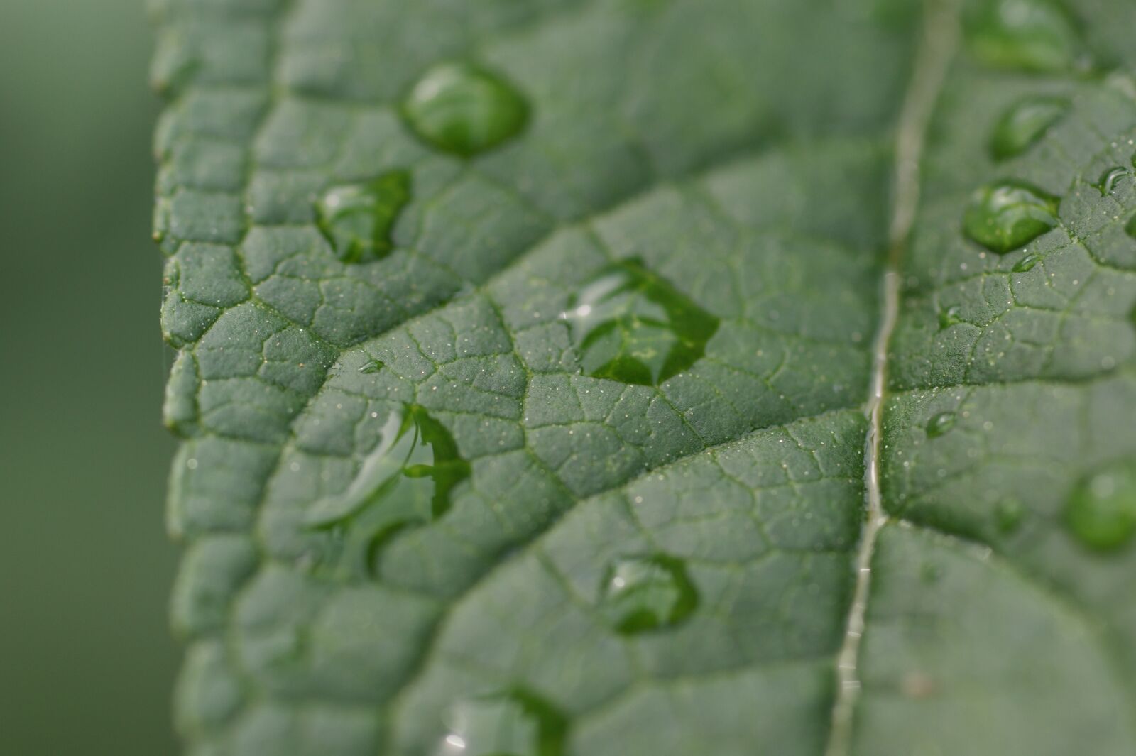 Sony Alpha DSLR-A350 sample photo. Leaf, drop of water photography