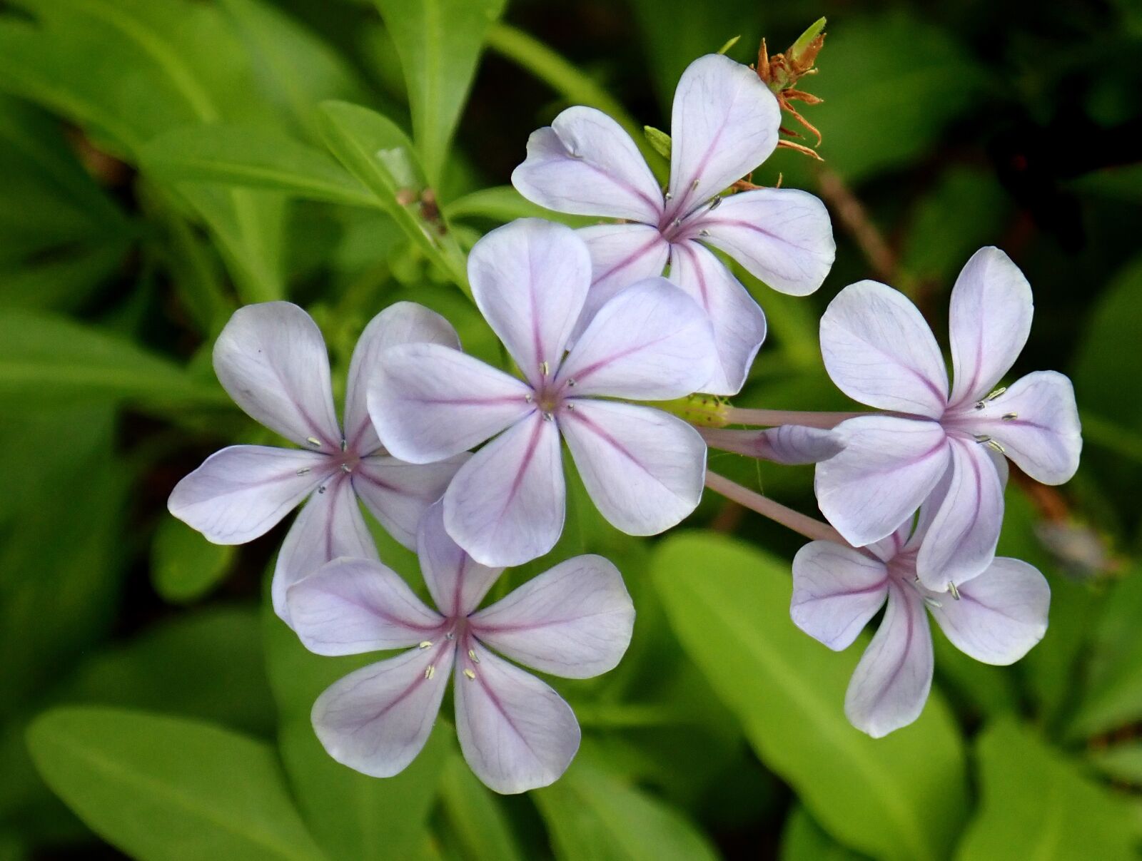 Olympus TG-5 sample photo. Flower, blue, plumbago photography