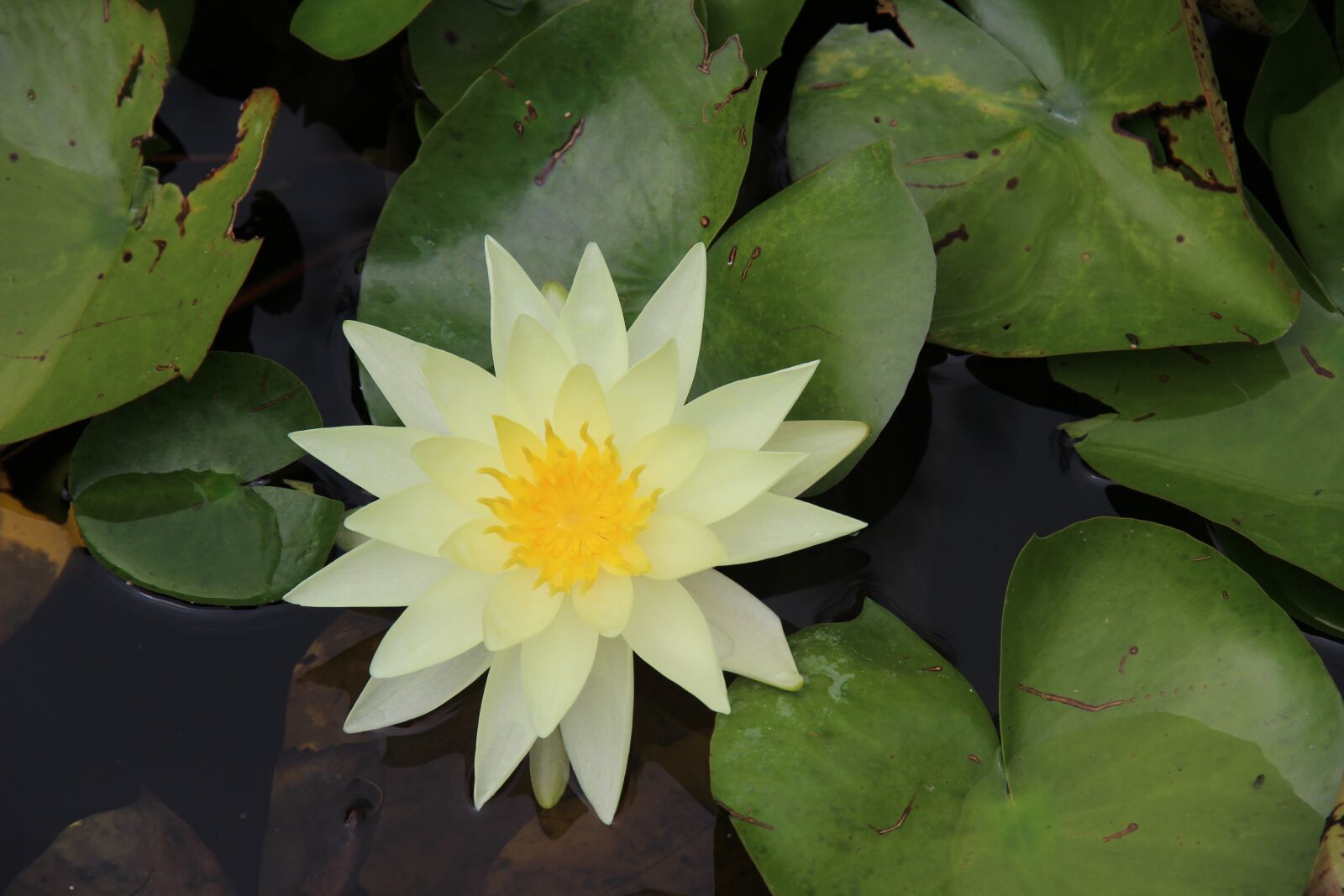 Canon EF-S 18-135mm F3.5-5.6 IS sample photo. Zen, lotus, flower photography