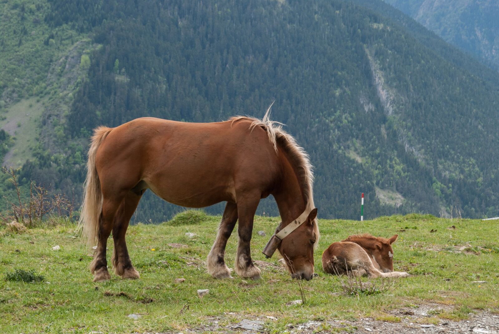 Nikon D60 sample photo. Horse, grass, nature photography