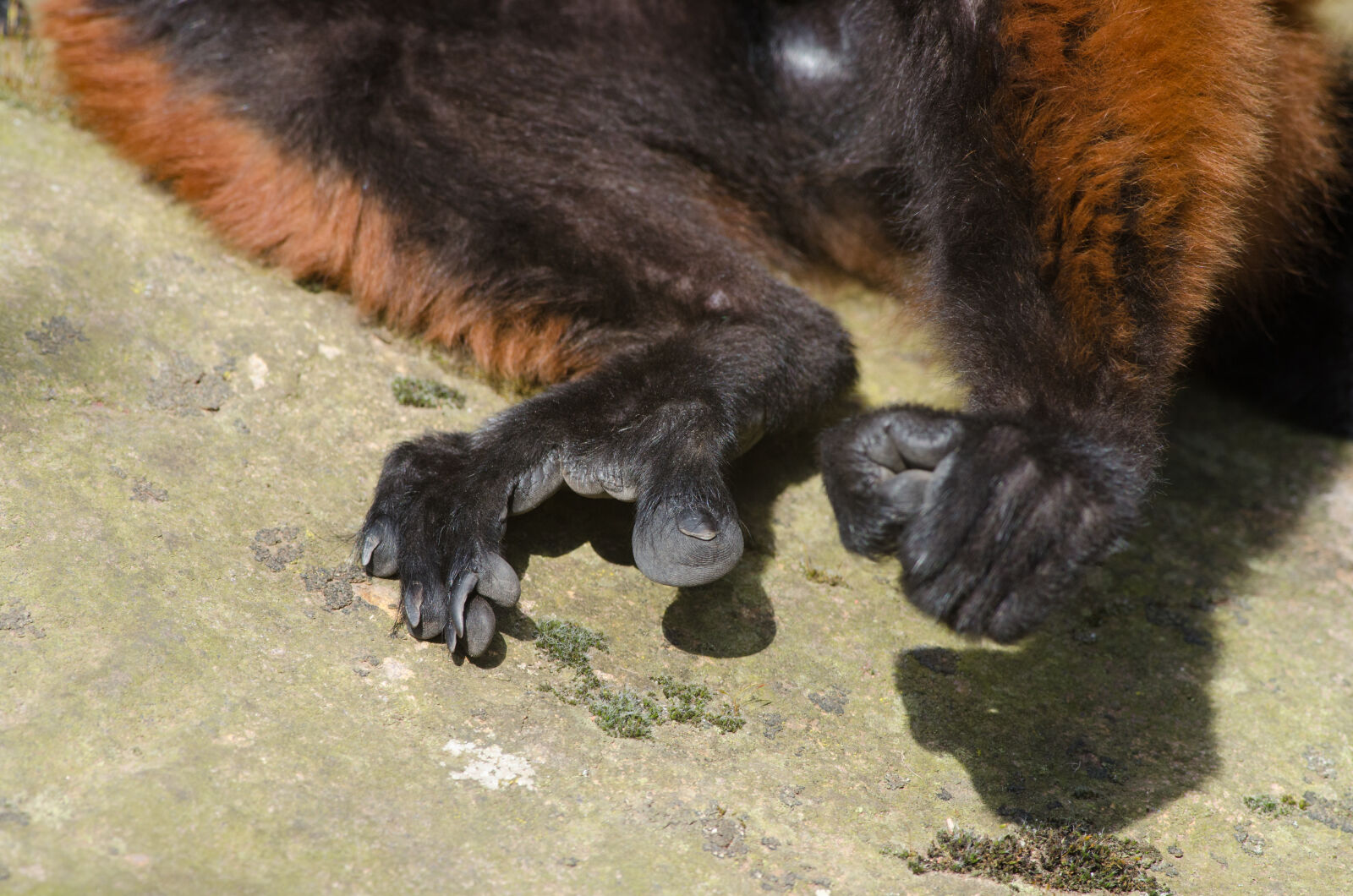 Nikon D7000 + Sigma APO Tele Macro 300mm F4 sample photo