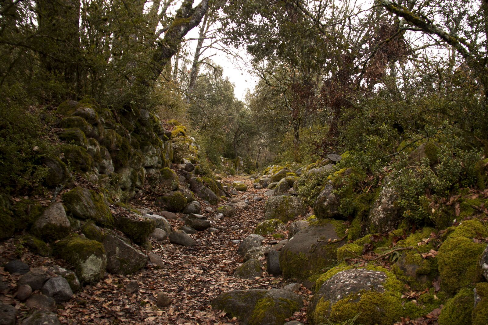 Canon EOS 500D (EOS Rebel T1i / EOS Kiss X3) sample photo. Nature, outdoors, trail photography