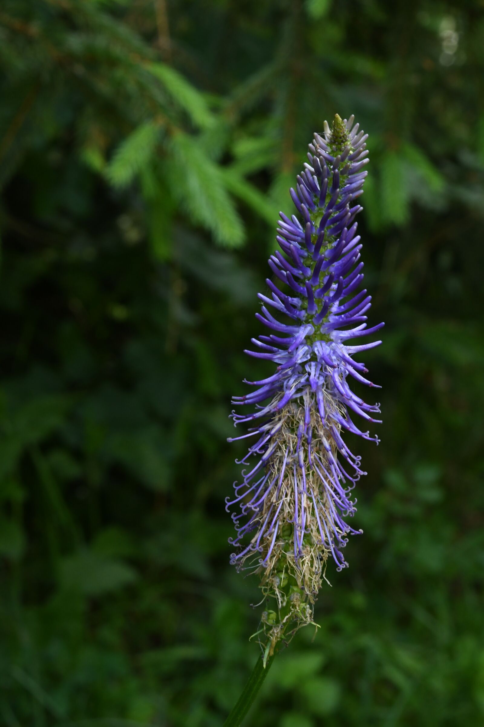 Nikon D7500 sample photo. Flower, blue, forest photography