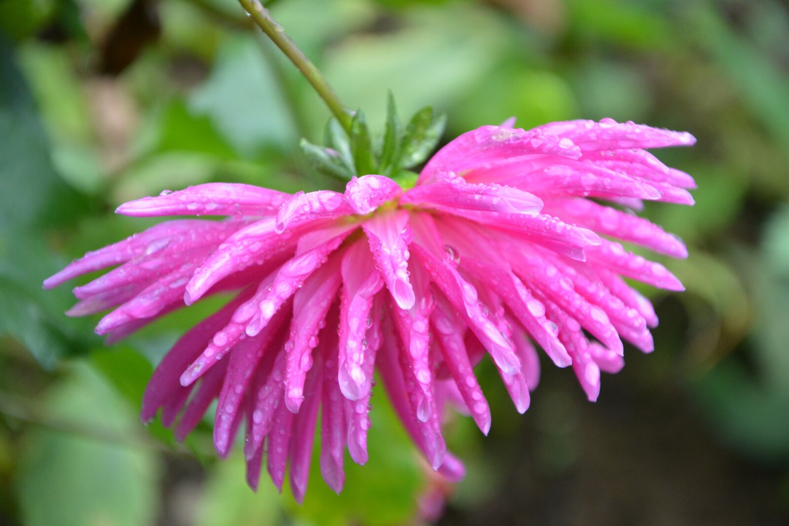 Nikon D5200 sample photo. Pink flower fischia, bright photography