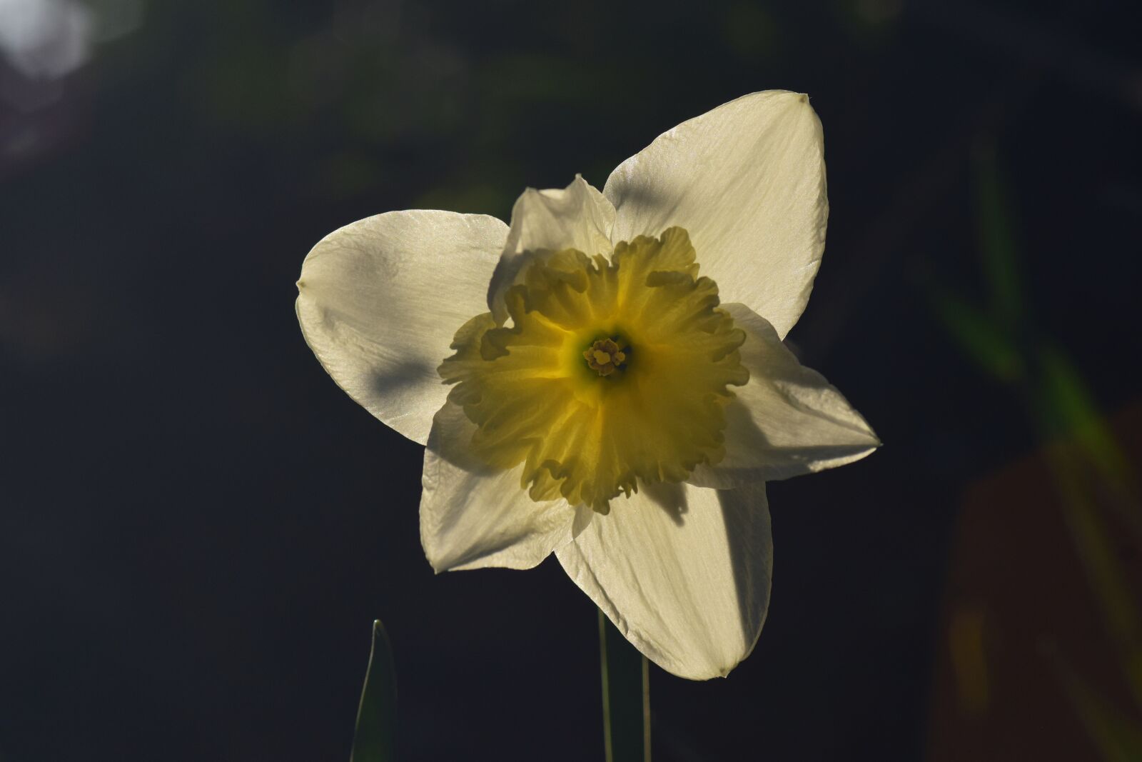 Nikon D3300 sample photo. Narcissus, backlighting, yellow photography