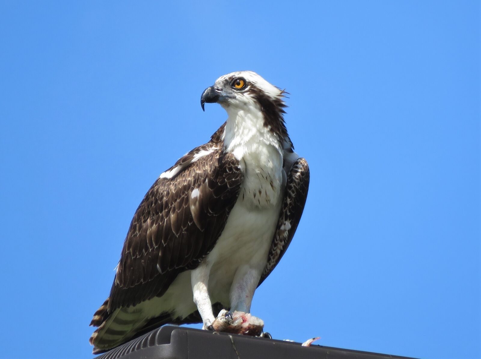Canon PowerShot SX60 HS sample photo. Osprey, perched, raptor photography
