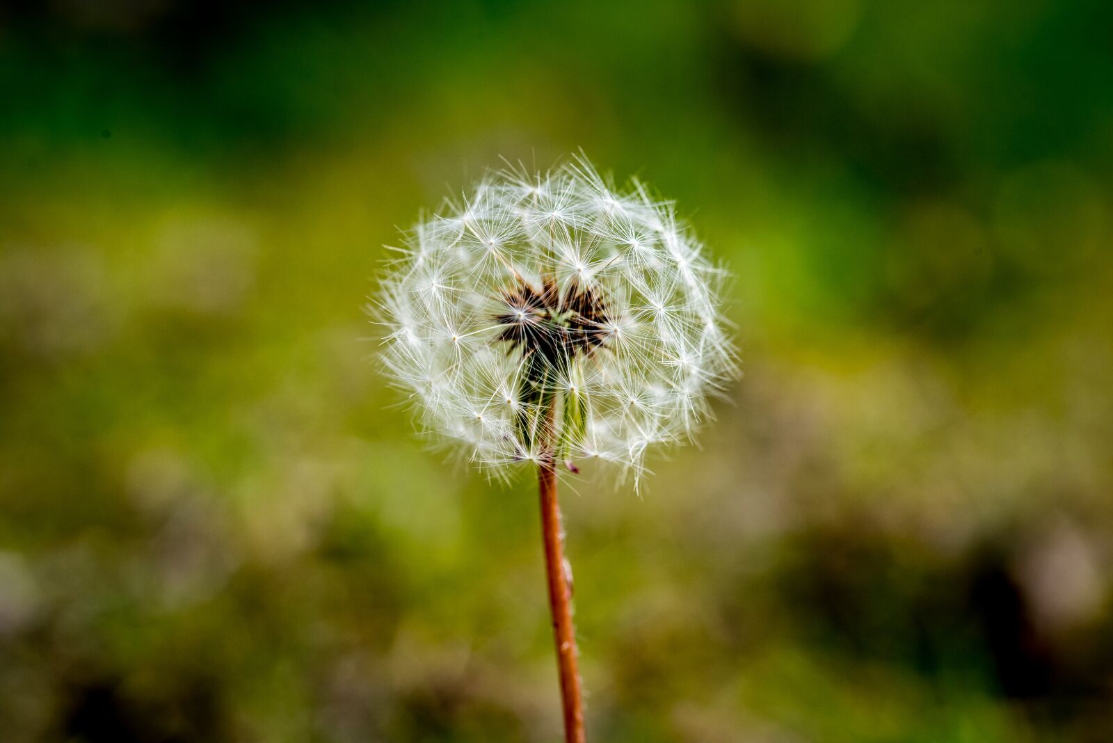 Nikon D810 sample photo. Dandelion, seeds, flower photography