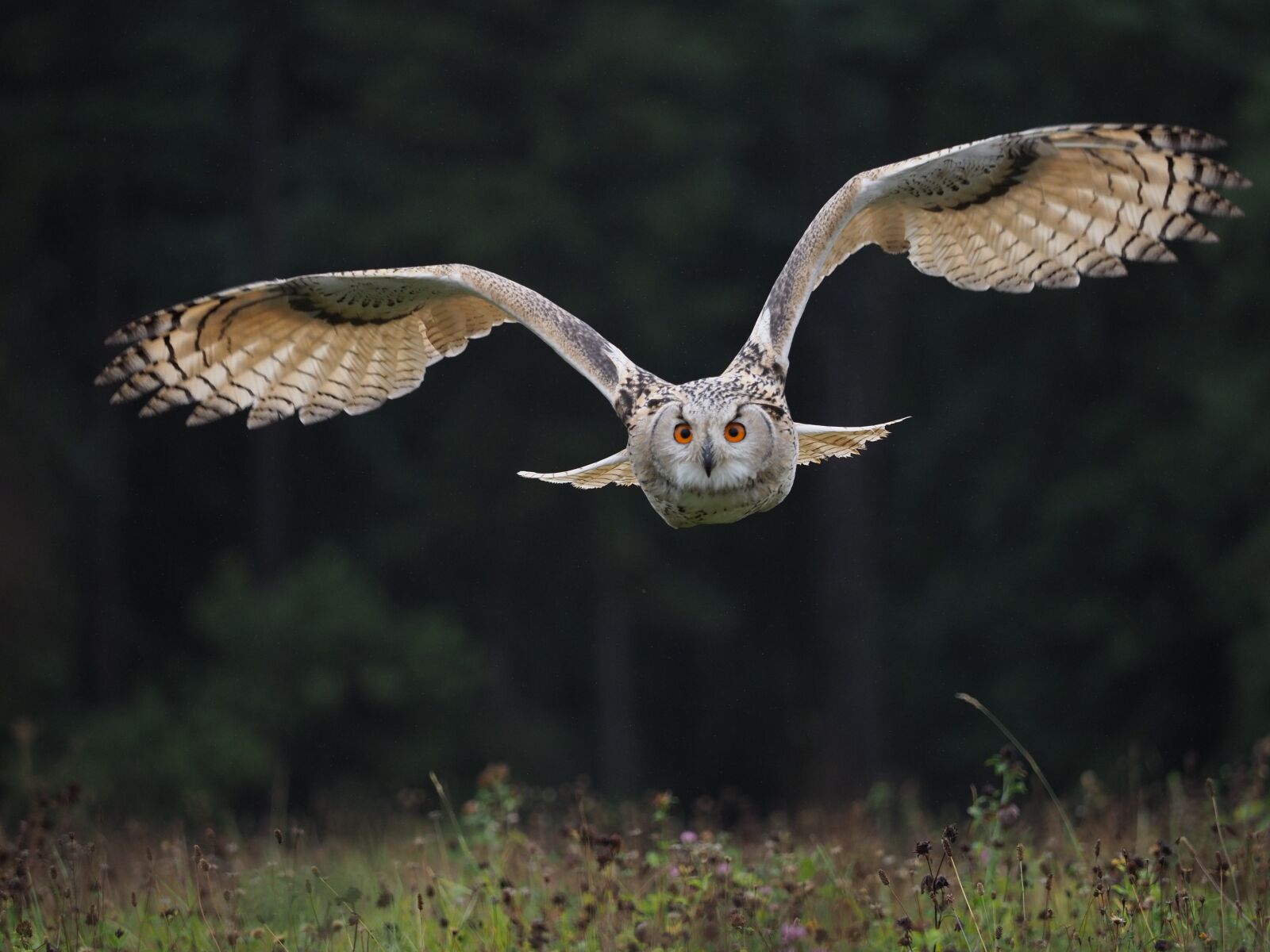 Olympus OM-D E-M1 Mark II + Olympus M.Zuiko Digital ED 40-150mm F2.8 Pro sample photo. Bird, animal, owl photography