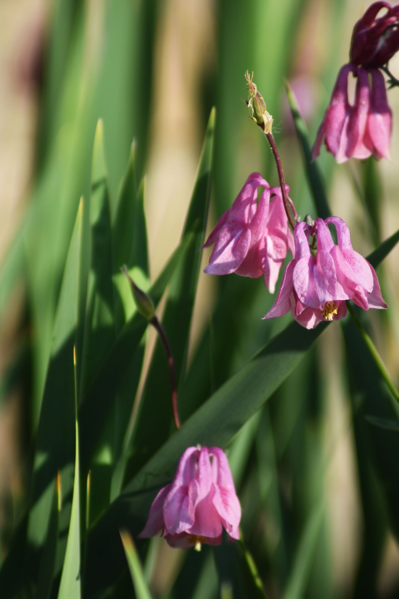 Nikon D3400 sample photo. Flower, garden, plant photography