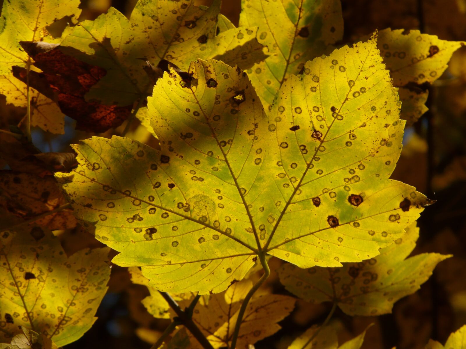 Panasonic DMC-FZ18 sample photo. Mountain maple, acer pseudoplatanus photography