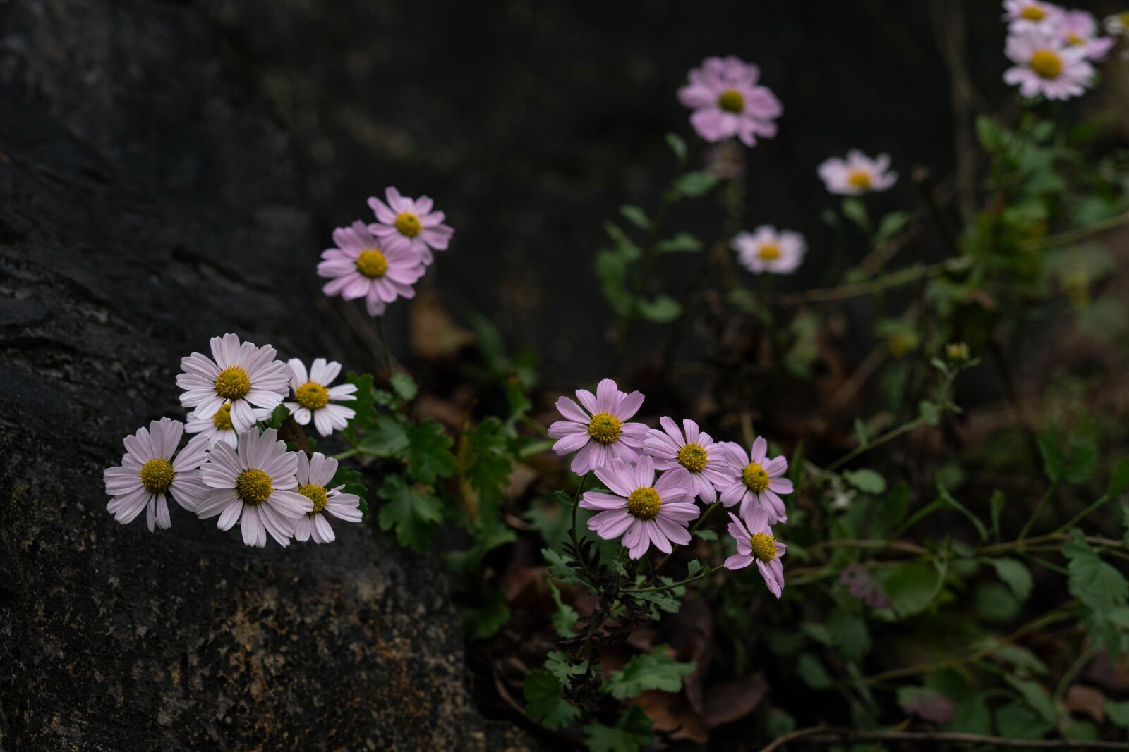 Sony Sonnar T* 135mm F1.8 ZA sample photo. Wild chrysanthemum, autumn, pink photography