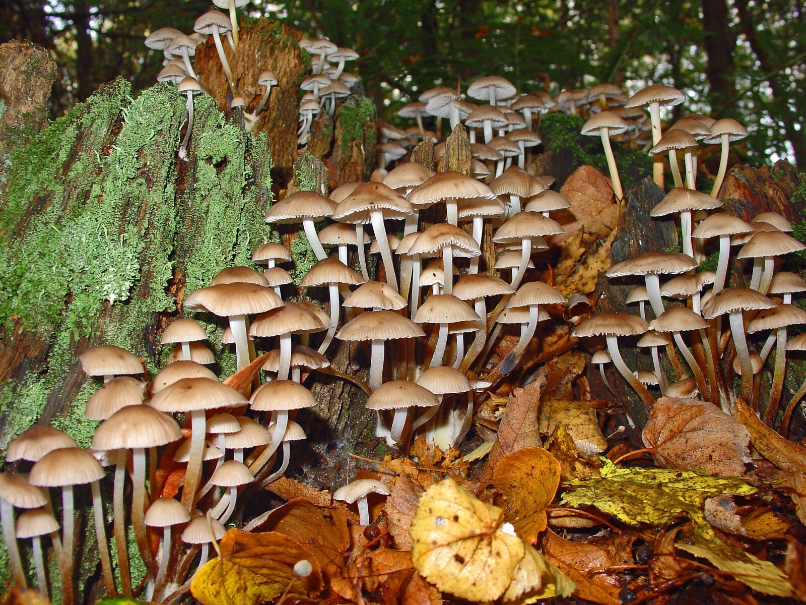 Sony DSC-V1 sample photo. Mushrooms autumn, forest, nature photography