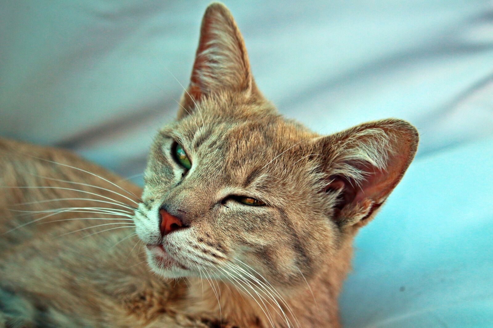 Canon EOS 100D (EOS Rebel SL1 / EOS Kiss X7) sample photo. Cat, mackerel, tiger cat photography