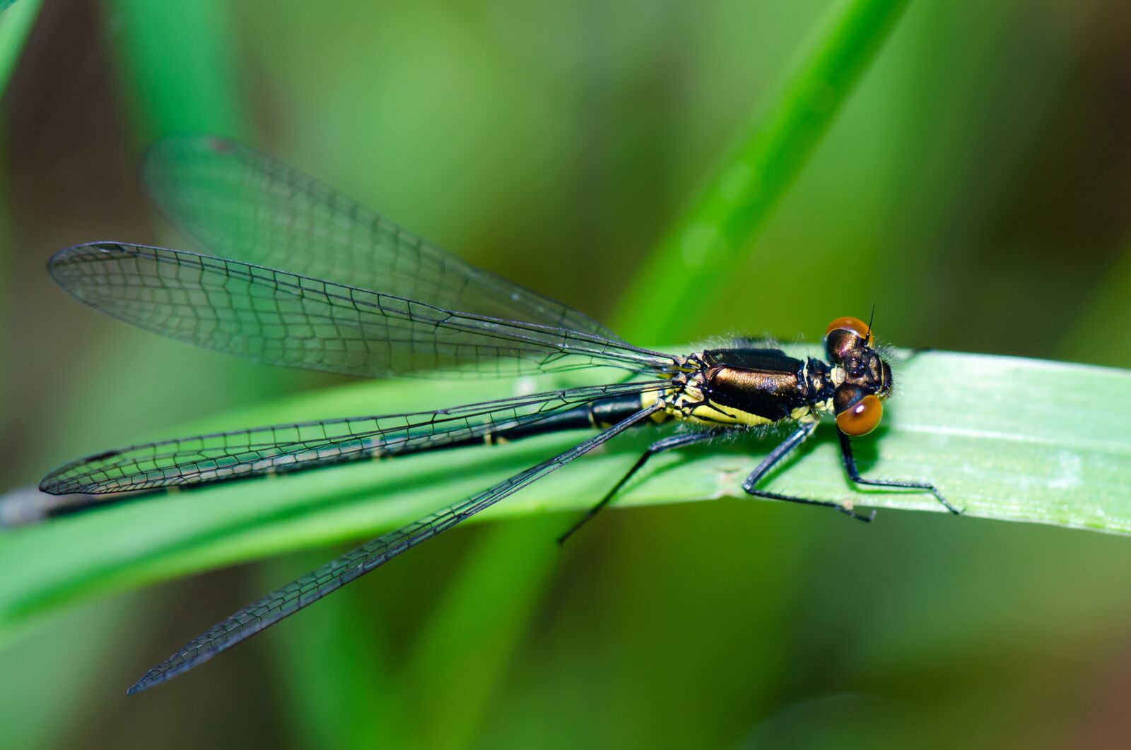 Nikon D7000 sample photo. Dragonfly, insect, nature photography