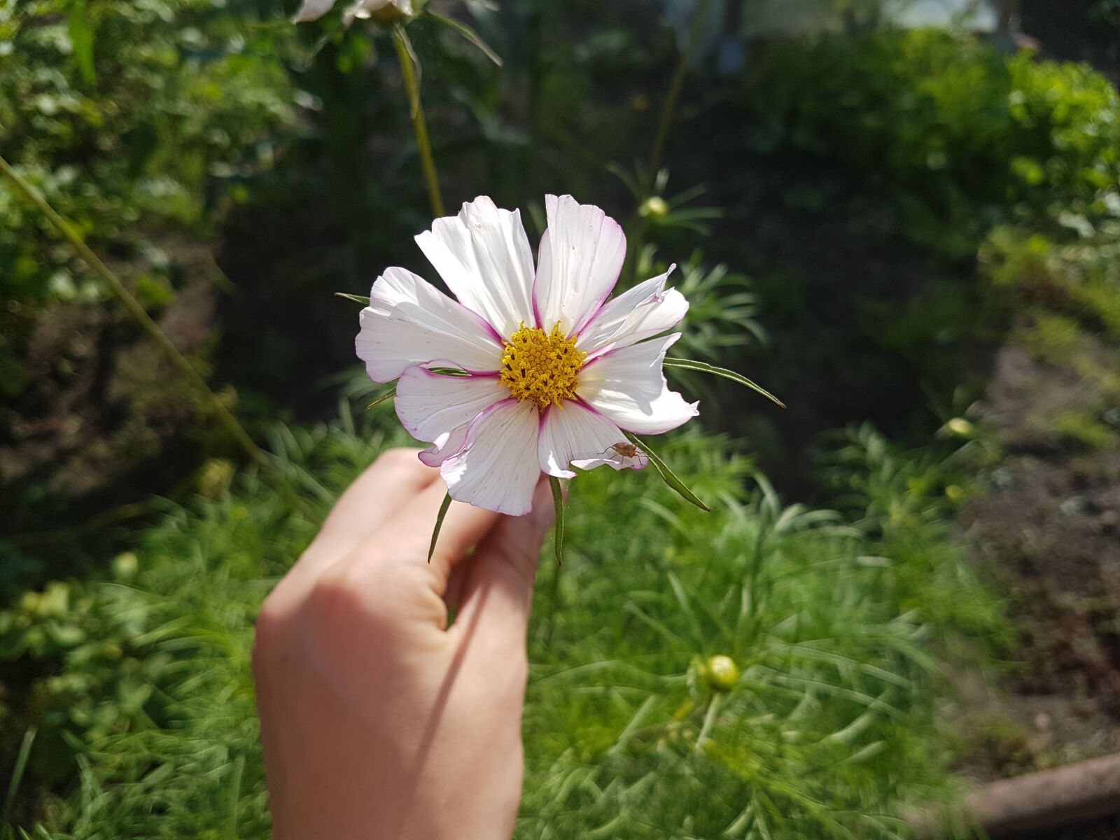 Samsung Galaxy S7 sample photo. Cosmea, flower, blossom photography