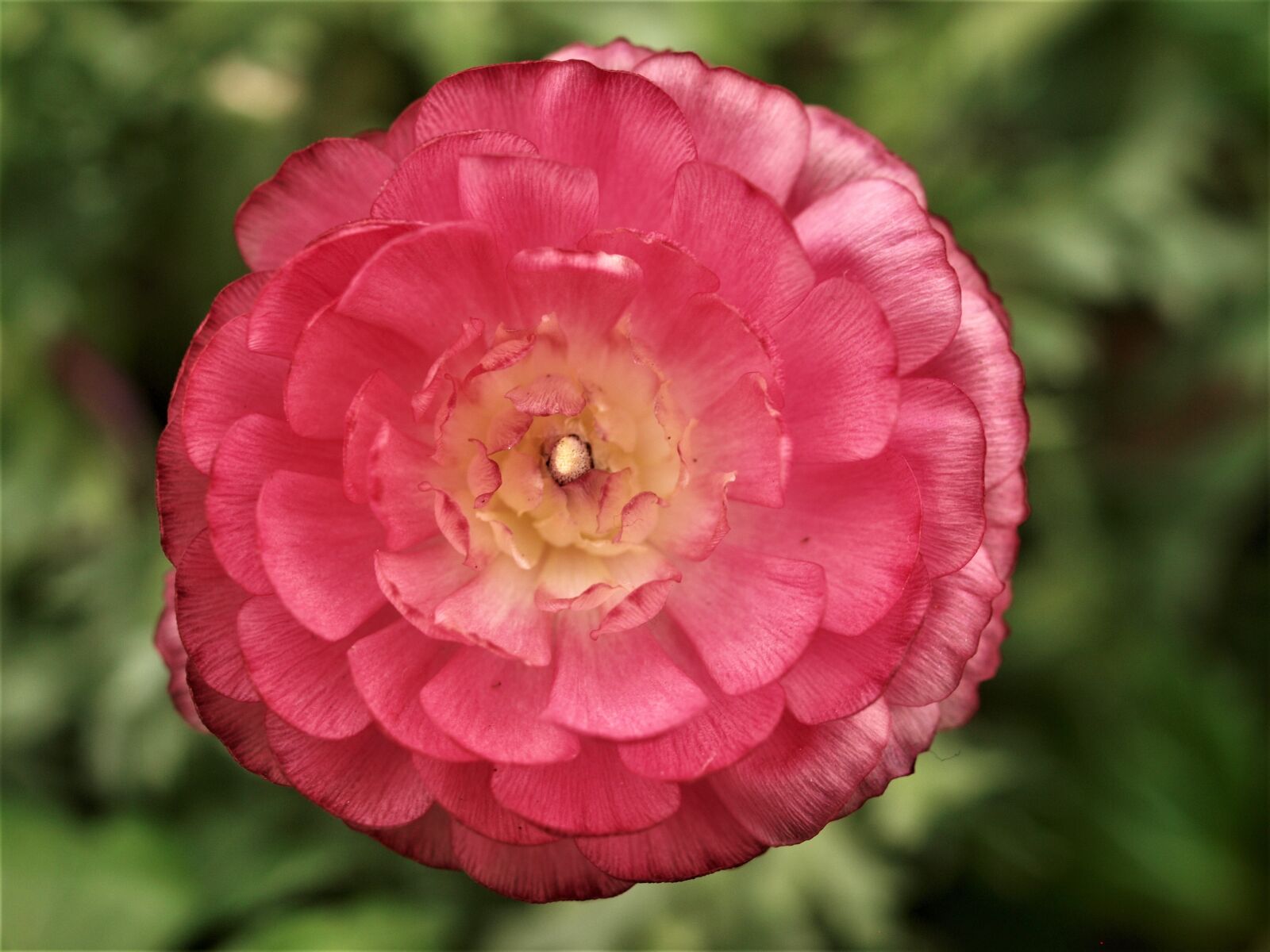 Olympus E-520 (EVOLT E-520) sample photo. Nature, flower, flora photography