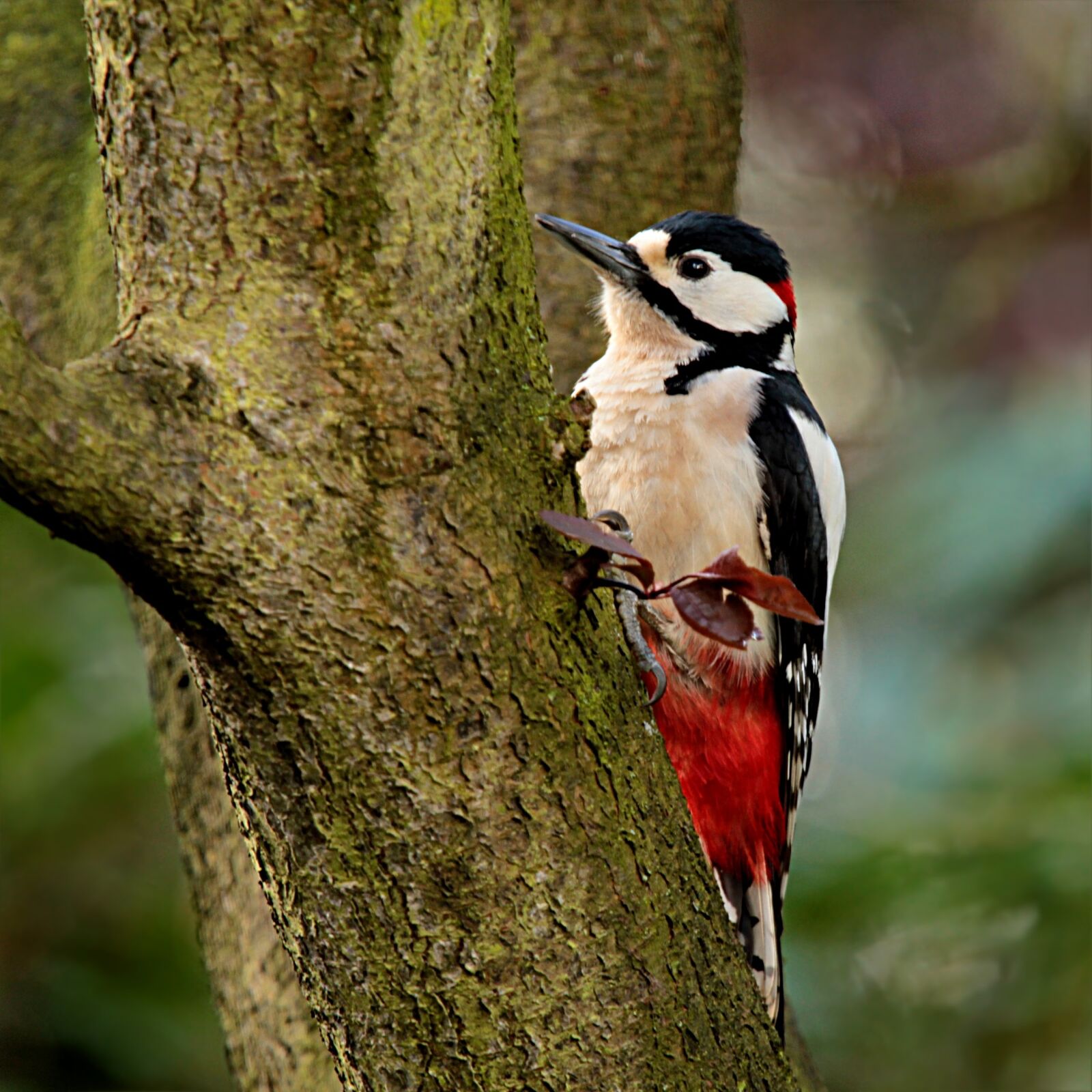 Canon EOS 550D (EOS Rebel T2i / EOS Kiss X4) sample photo. Animal, bird, great spotted photography