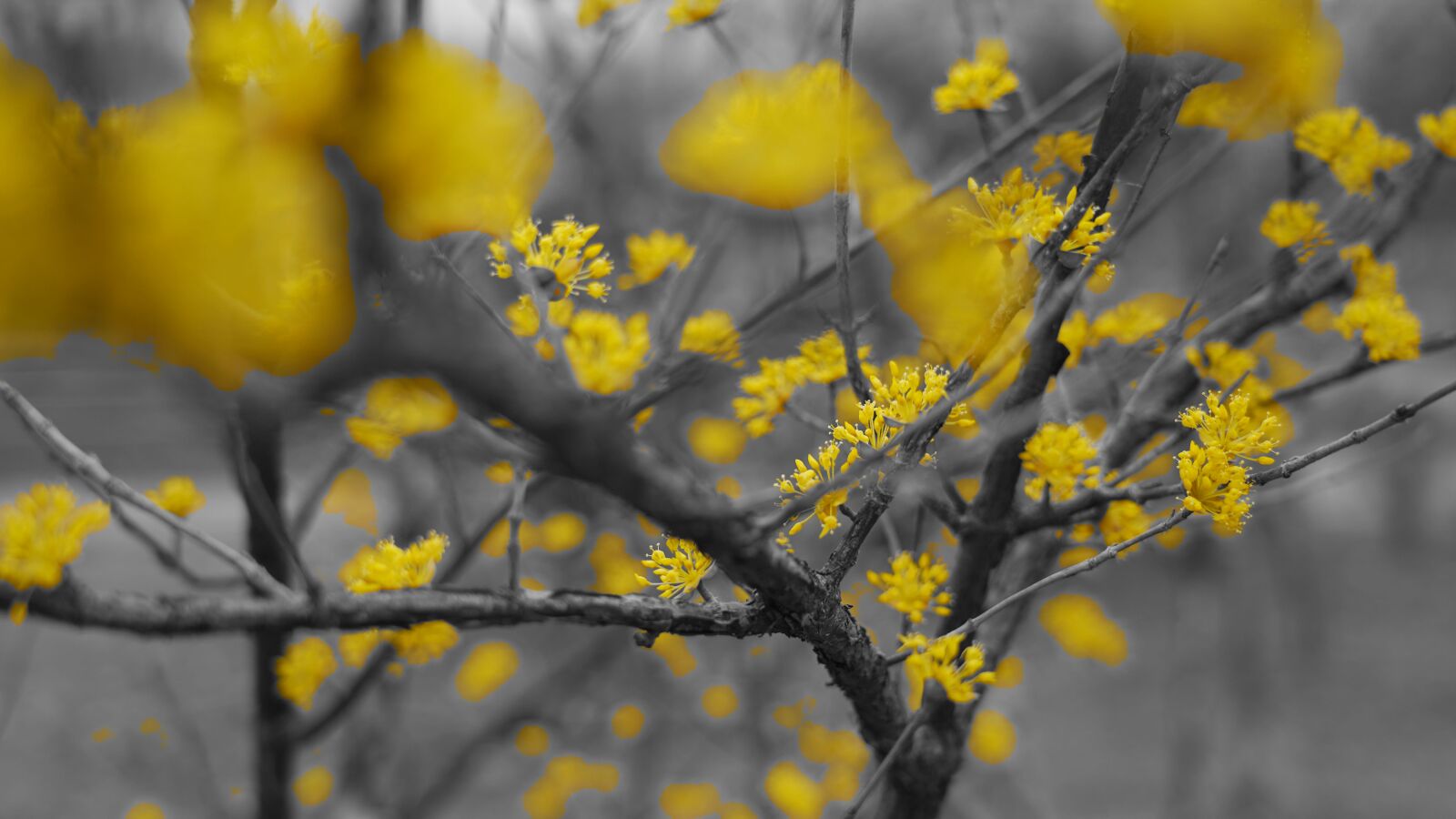 Sony FE 24-105mm F4 G OSS sample photo. Spring, yellow flowers, trees photography