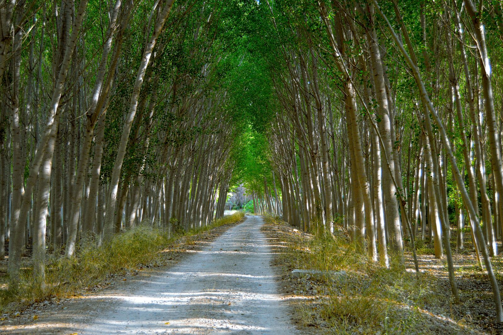Nikon D3200 sample photo. Poplars, path, forest photography