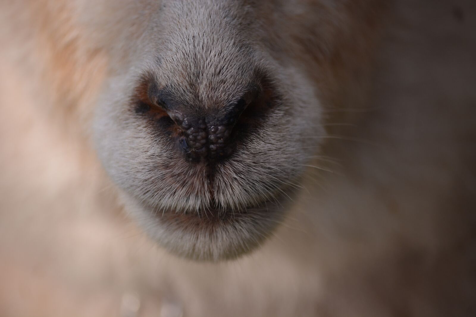 Nikon D7100 sample photo. Animal, sheep, nose photography