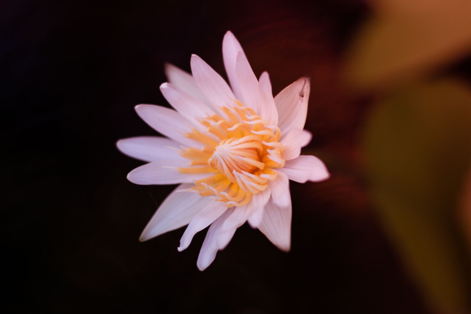 Canon EOS 700D (EOS Rebel T5i / EOS Kiss X7i) + Canon EF 50mm F1.8 STM sample photo. Water lily, flower, open photography