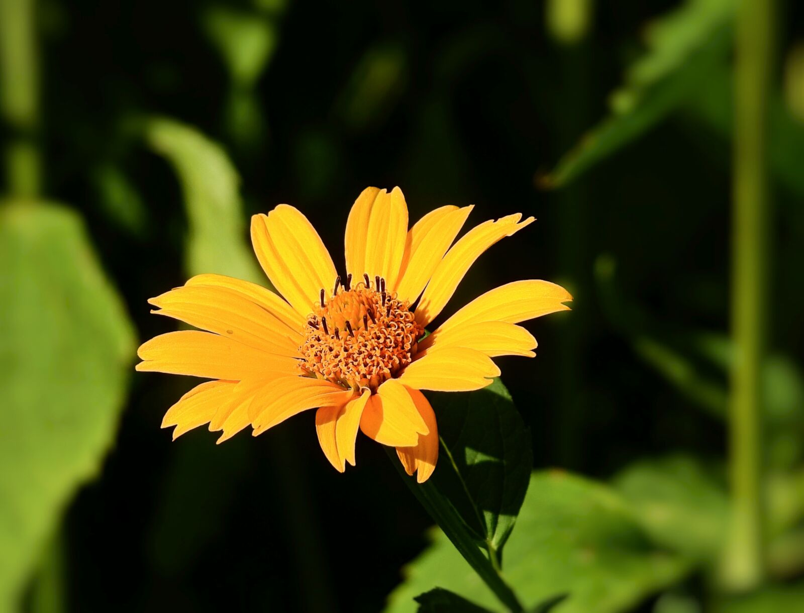 Nikon Coolpix P900 sample photo. Flower, yellow, garden photography