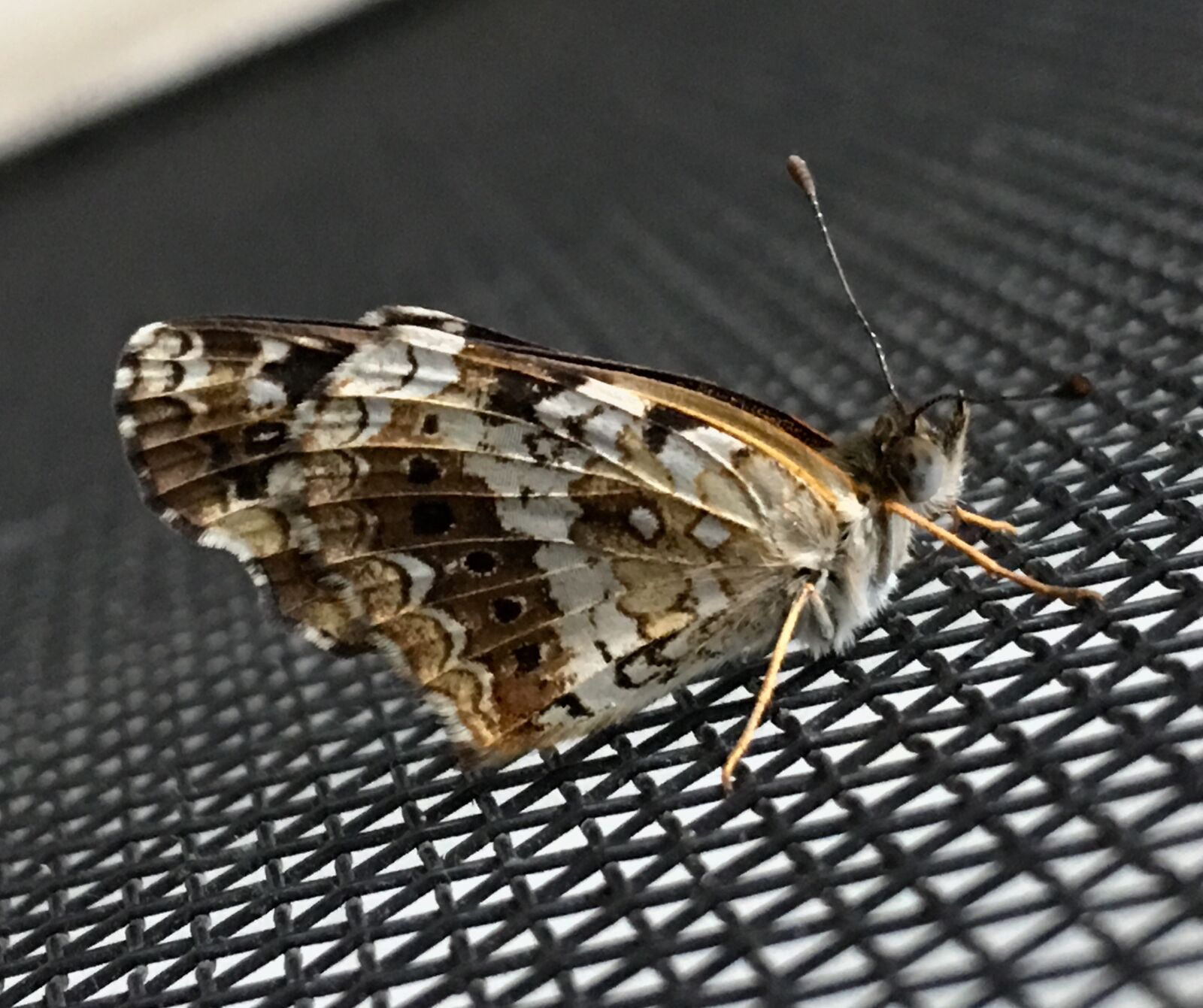 Apple iPhone 6s Plus sample photo. Small butterfly, antenna, tiny photography