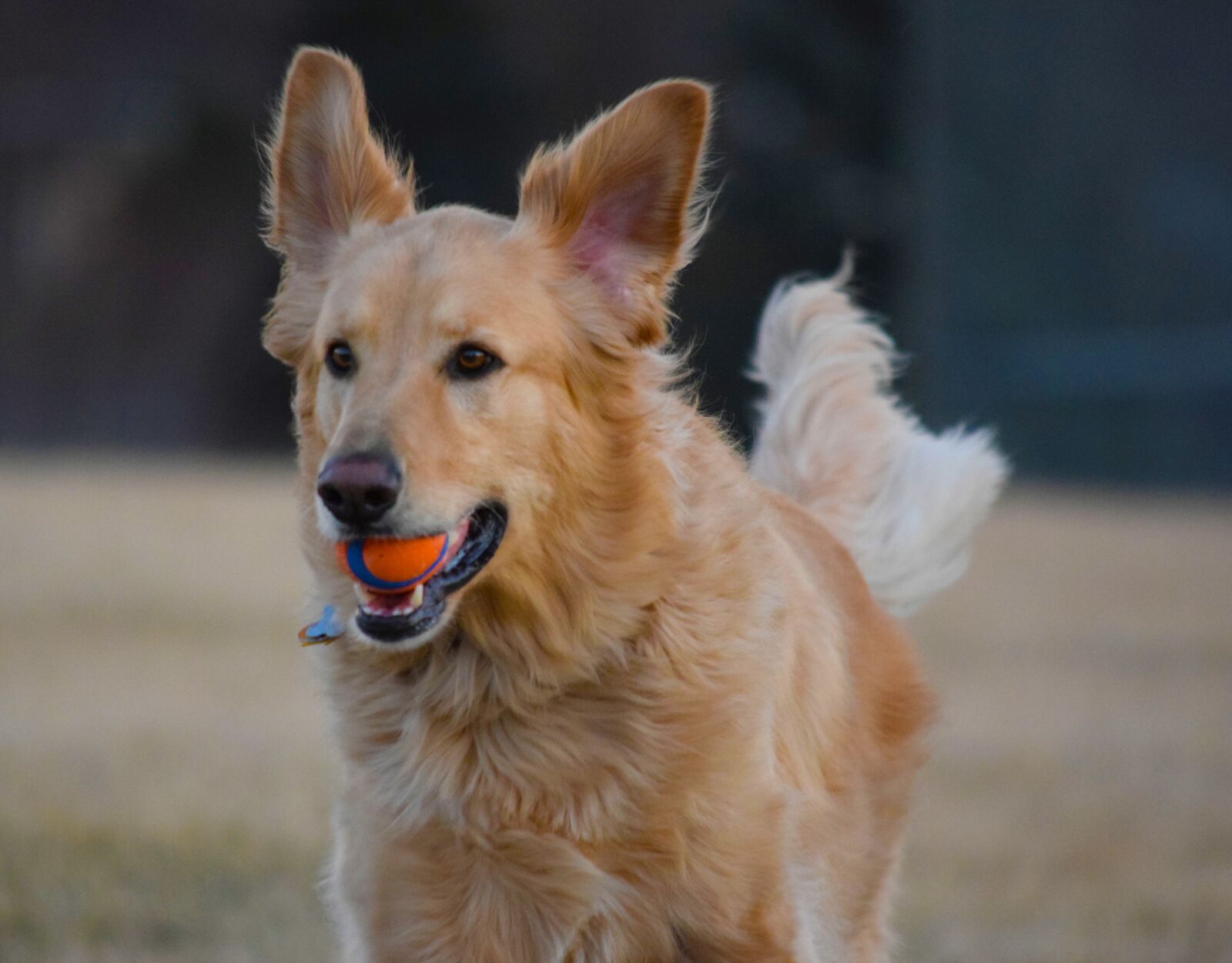 Nikon D5300 sample photo. Dog, golden retriever, golden photography
