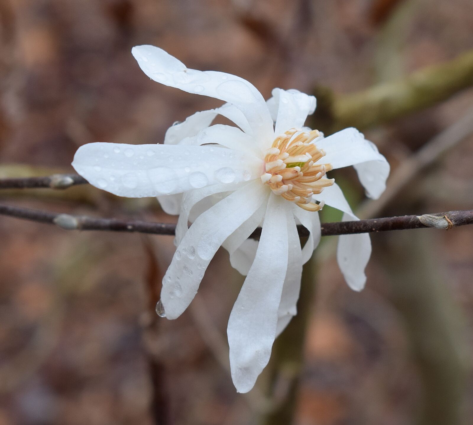 Nikon D3300 sample photo. Star magnolia fin the photography
