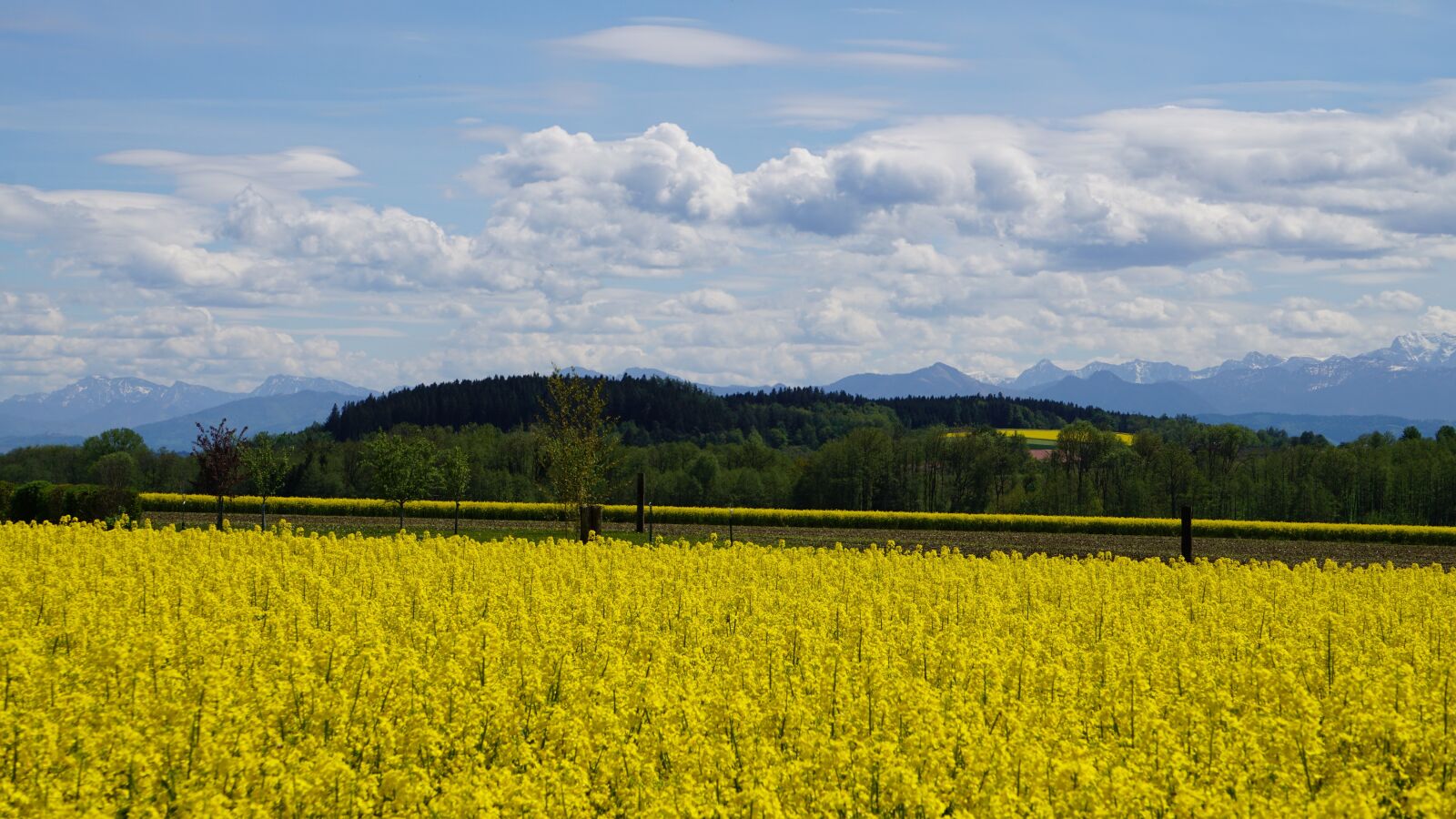 Sony a6000 sample photo. Field of rapeseeds, nature photography