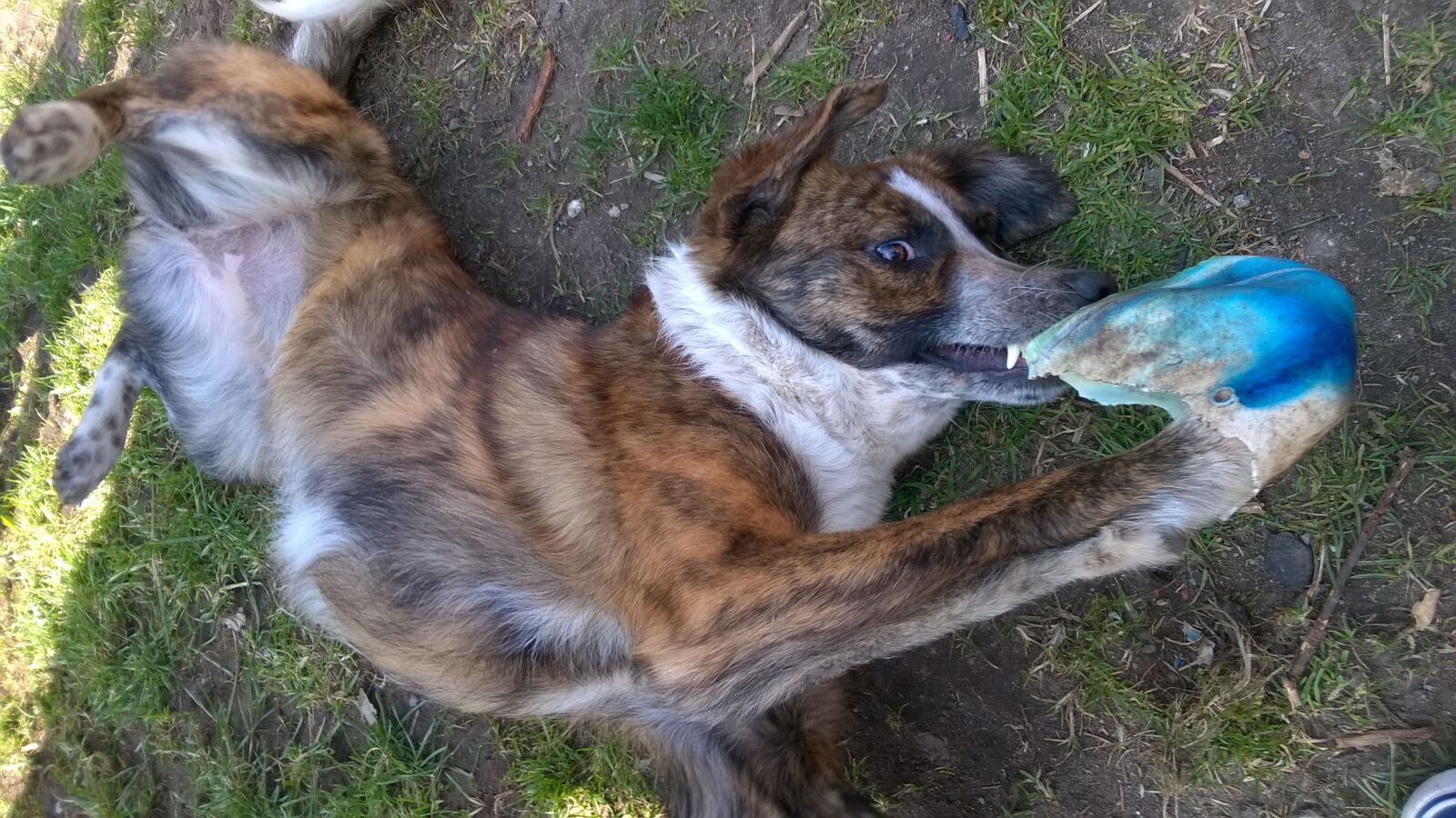 Nokia Lumia 735 sample photo. Sweet, dog, pet photography
