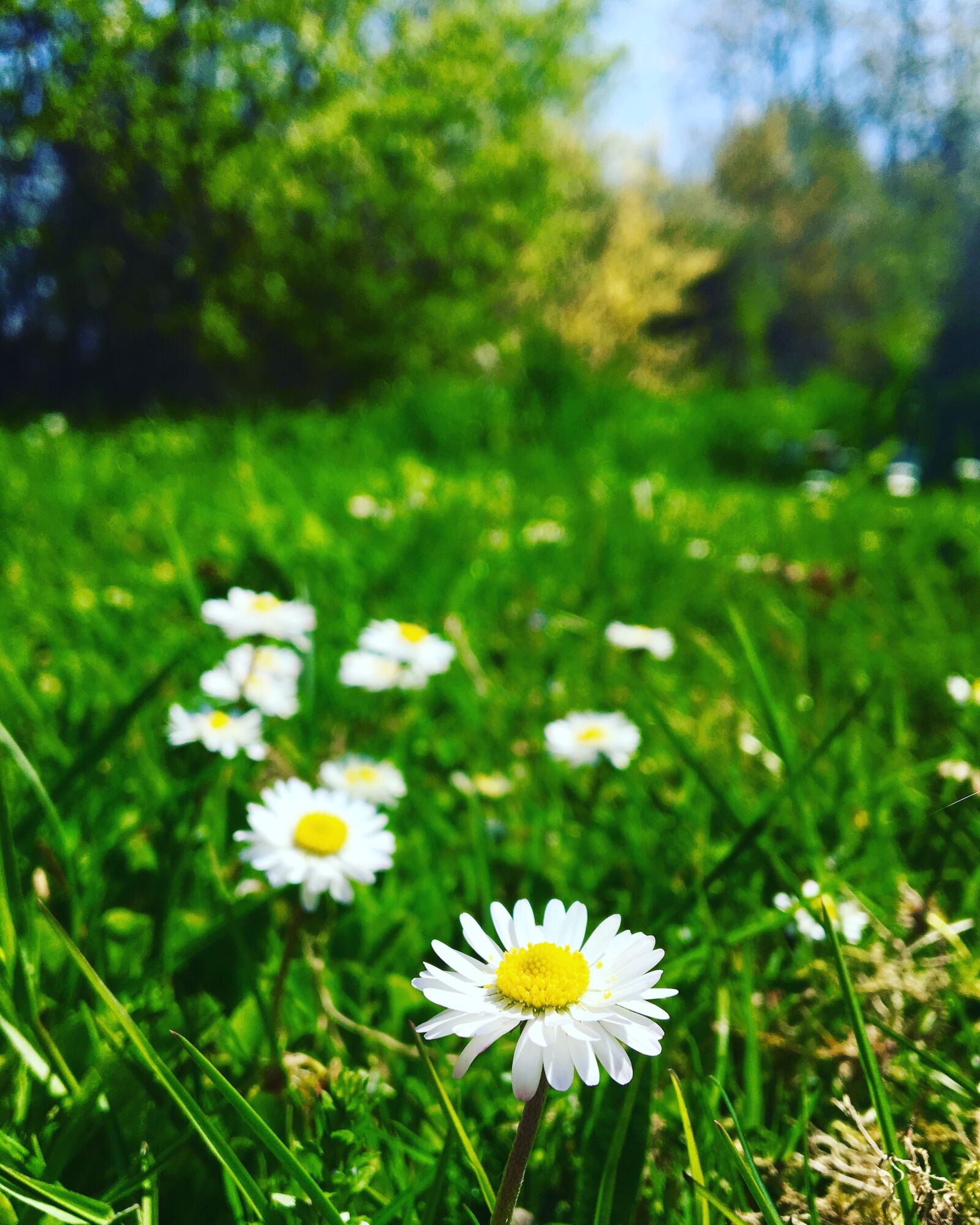 Apple iPhone 6s sample photo. Daisy, flowers, garden photography
