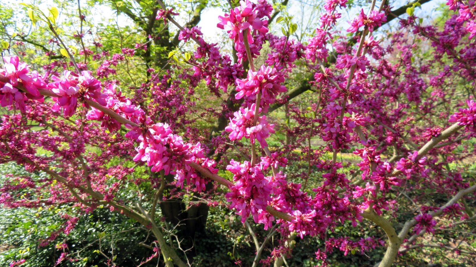 Canon PowerShot SX720 HS sample photo. Nature, spring, blossom photography