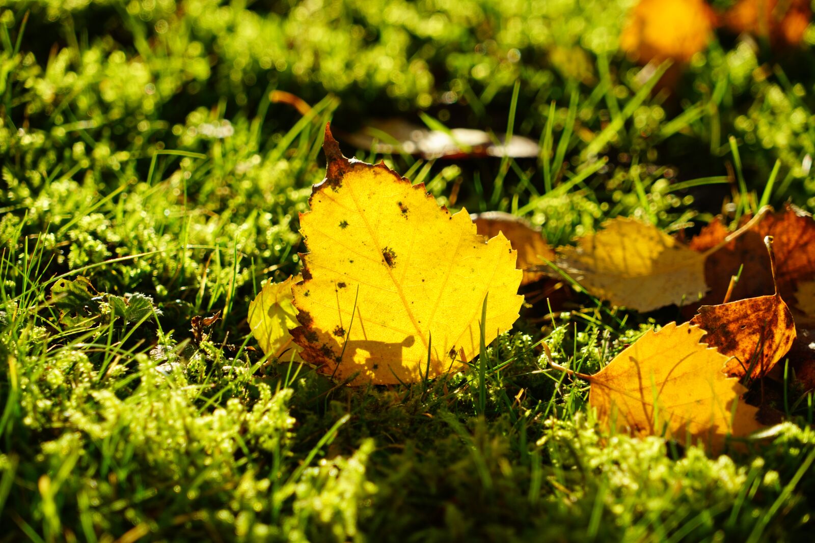 Sony a7R II + Sony FE 24-240mm F3.5-6.3 OSS sample photo. Birch leaf, autumn, fall photography